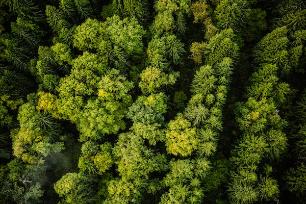 CARBONO, BEM-ESTAR E DESENVOLVIMENTO: UM NOVO CONTRATO PARA O BRASIL